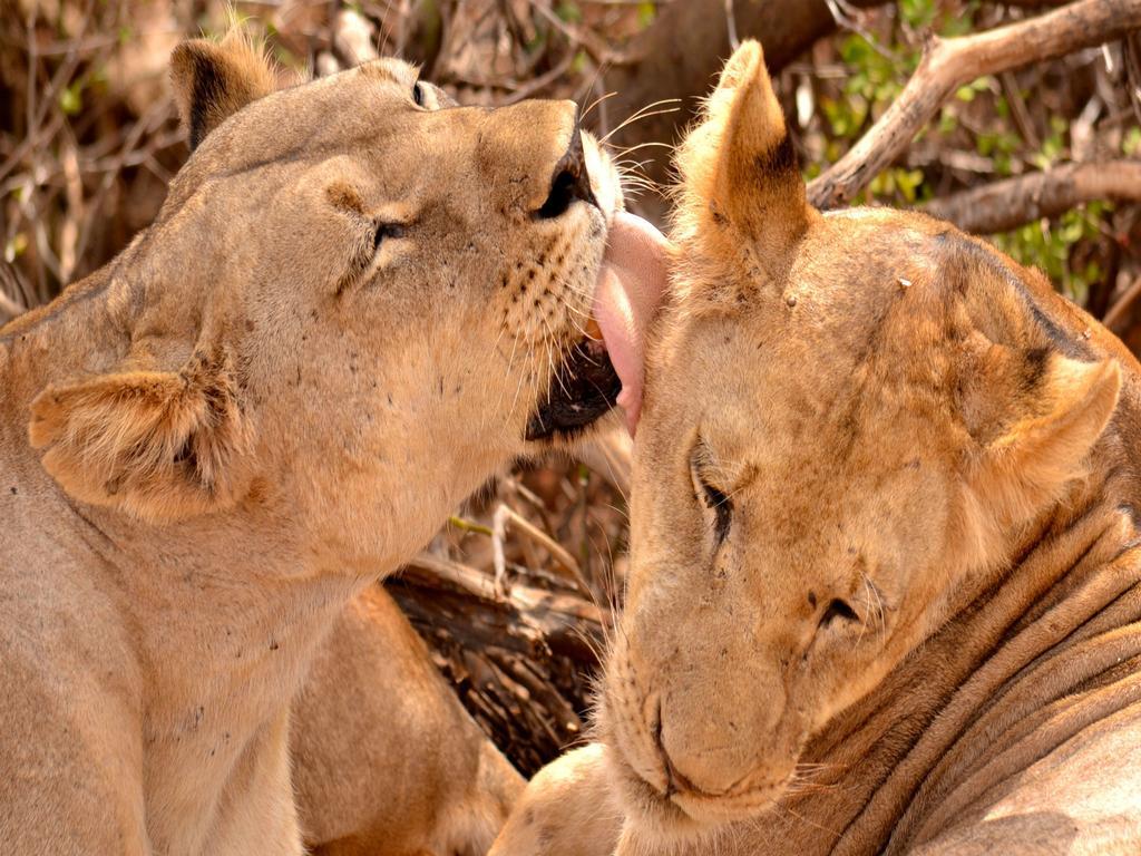 Отель Ikweta Safari Camp Maua Экстерьер фото