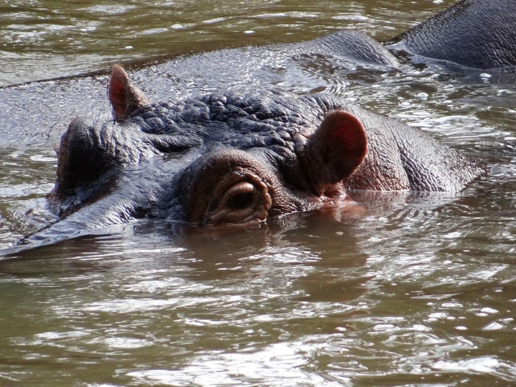Отель Ikweta Safari Camp Maua Экстерьер фото